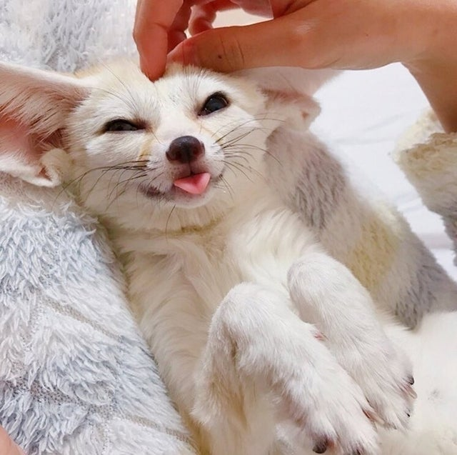 a fennec fox getting head scratches and sticking its tongue out